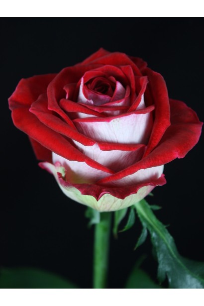 Троянда чайно-гібридна Люксор